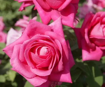 how to plant roses	