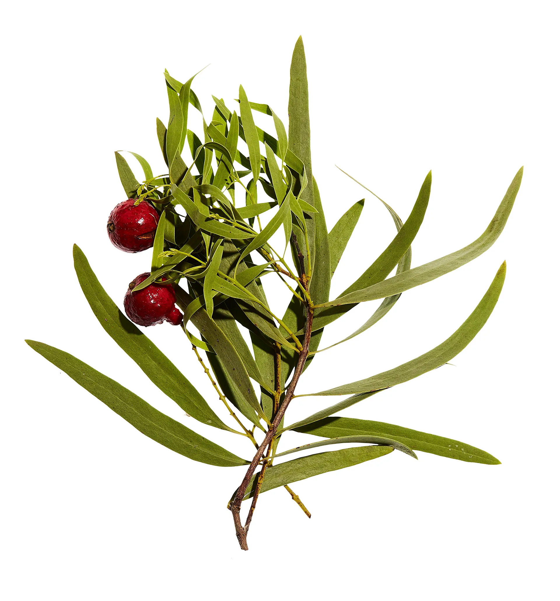 Quandong fruit benefits skin