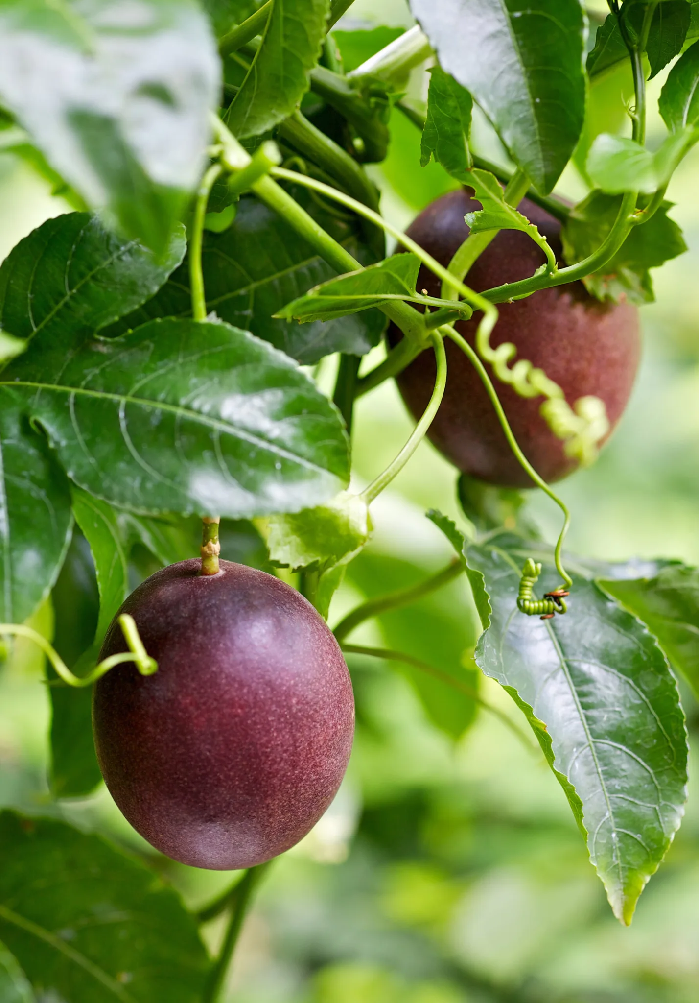 Passionfruit Pests And How To Get Rid Of Them