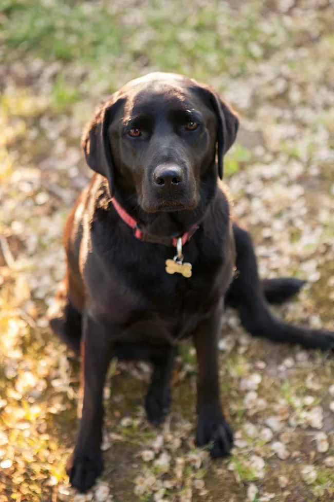 Black Labrador Retriever with a red collar, sitting outdoors on a sunny day, surrounded by grass and fallen petals.