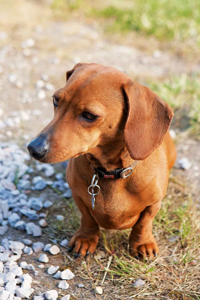 Brown dachshund with a collar and tags sitting on grass and gravel.