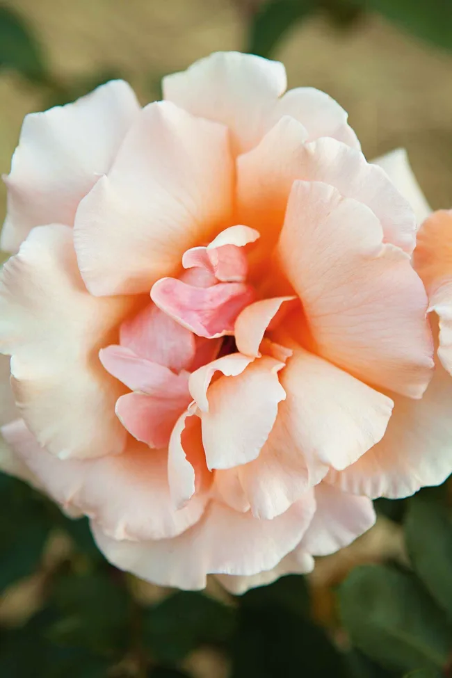 Close-up of a peach-colored rose with soft petals, set against a blurred green background.
