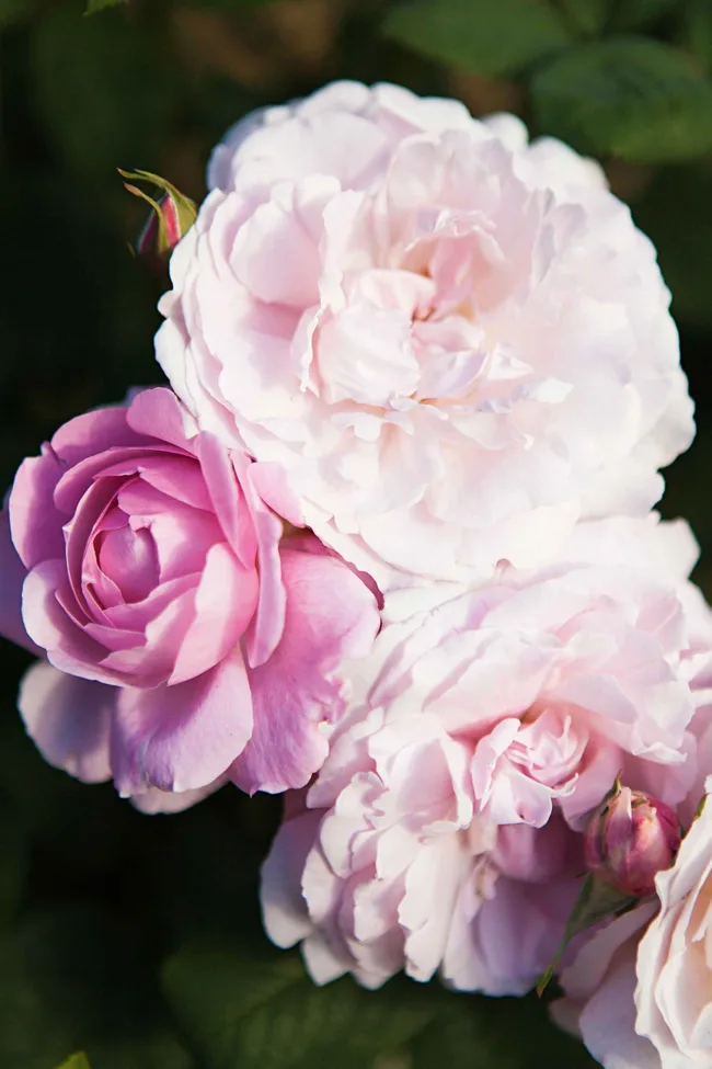 Pink and white roses in full bloom with green leaves in the background.