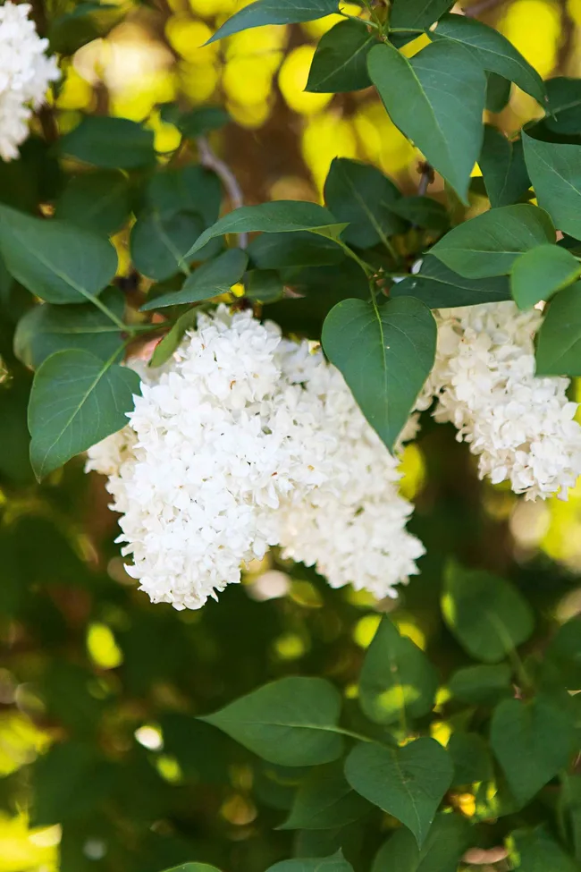 White lilac blossoms with lush green leaves in soft sunlight.