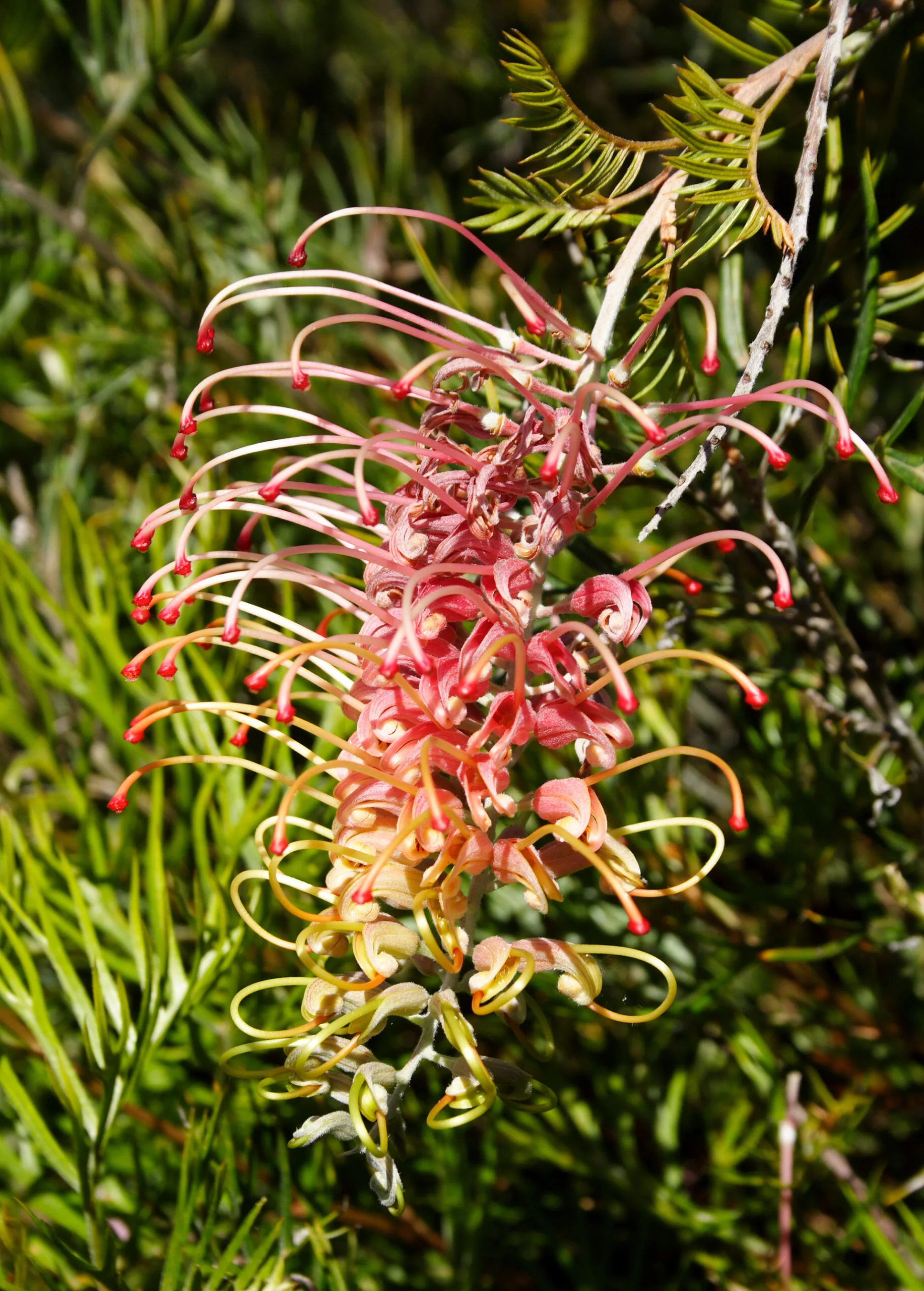 Grevilleas How To Grow This Australian Native Plant