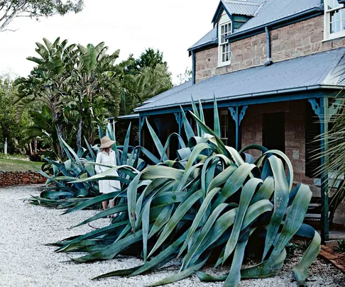 exterior of glenmore house in NSW with large agave plants