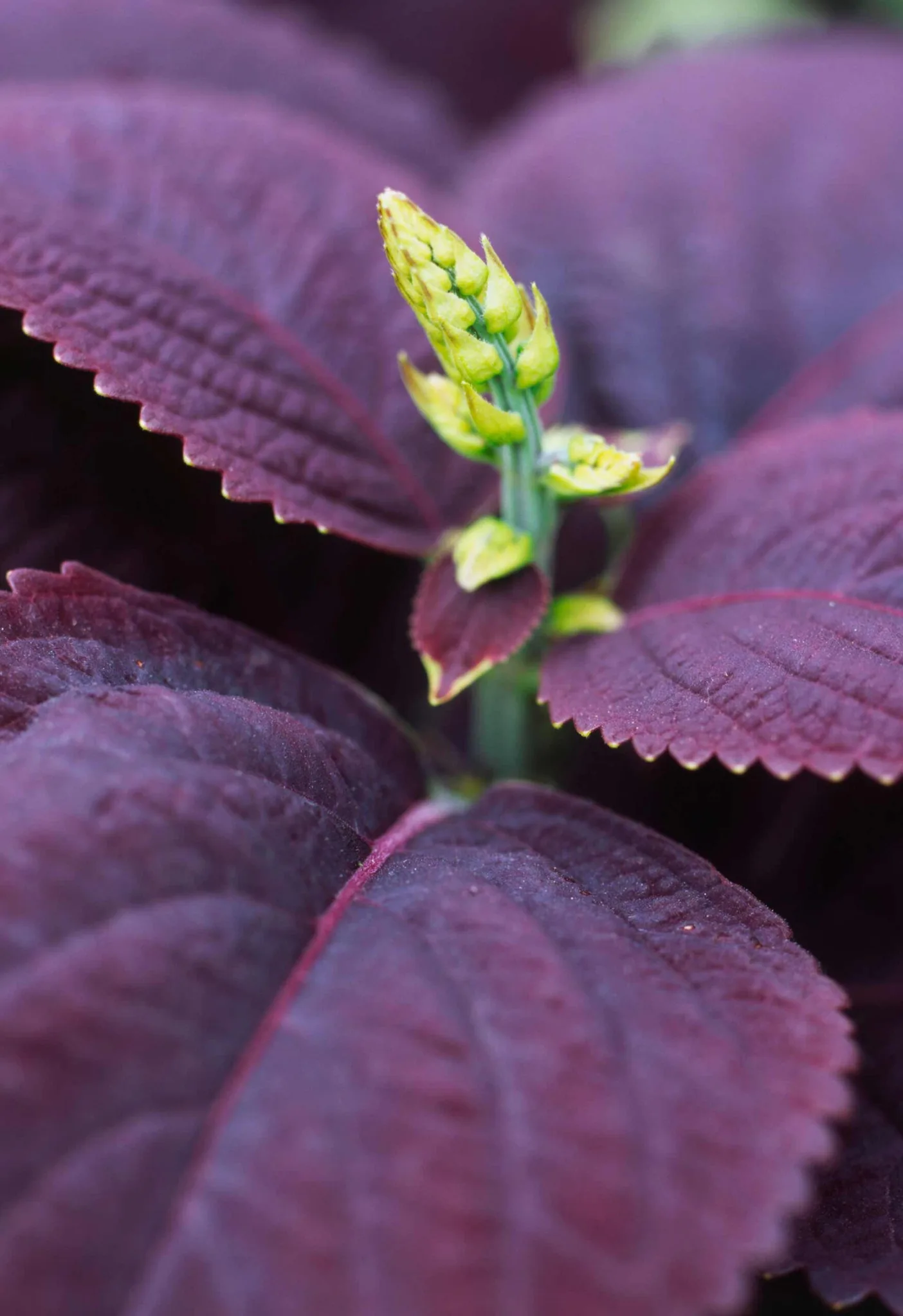 21 Purple Plants That Thrive In Australian Gardens