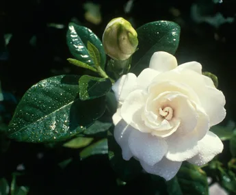 White gardenia flower with green leaves, covered with dewdrops.