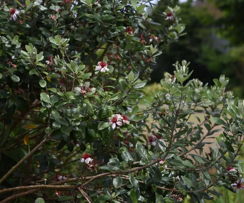 A bush of Feijoa sellowiana with glossy green leaves and white flowers with red stamens.