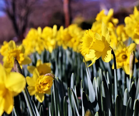 A close-up of blooming yellow daffodils in a field with green leaves and blurred background.