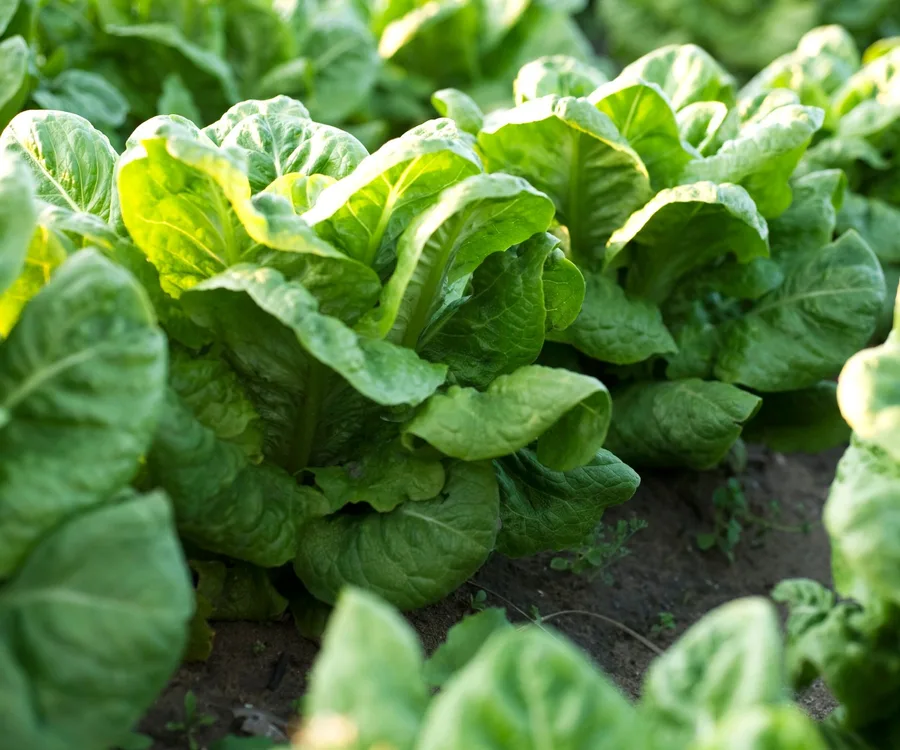 Lush green lettuce plants growing in a garden bed with sunlight filtering through the leaves.