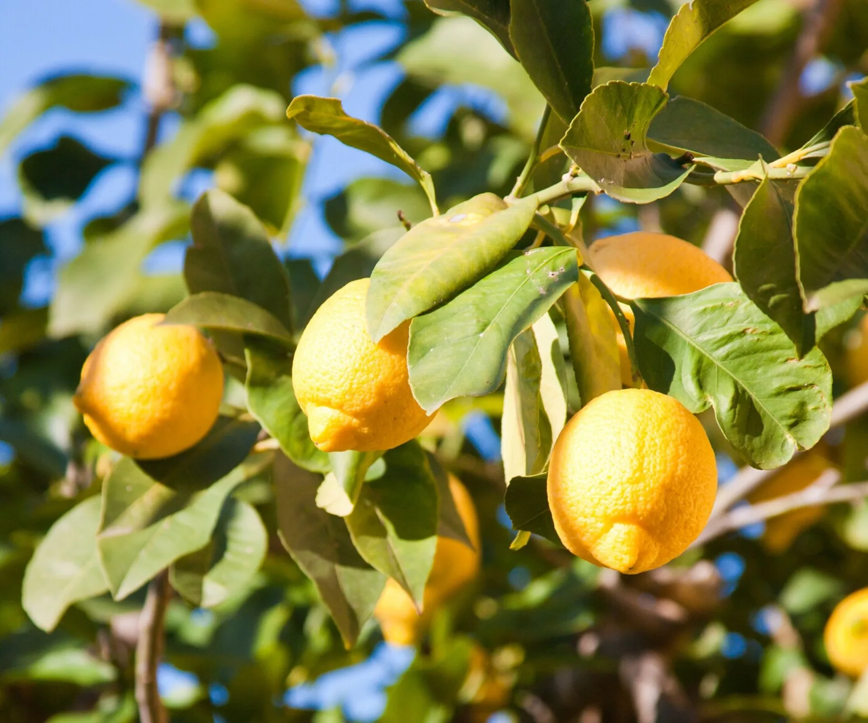 Yellowing Lemon Tree Leaves Causes and Fixes Homes To Love