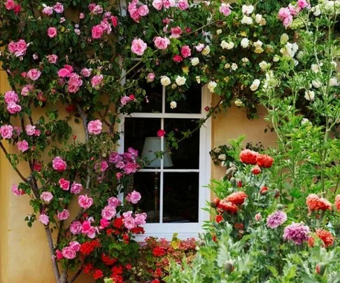 The best climbing plants and how to grow them