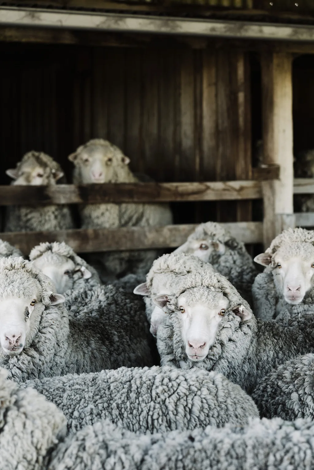 Smitten Merino: Merino wool clothing made in Tasmania