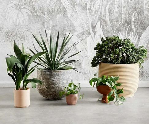 Potted plants of different sizes and types on a concrete floor with a textured background.