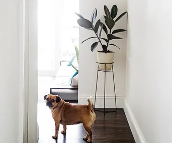 The best dog breeds for apartments and small homes