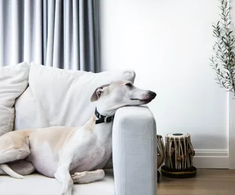 How to make sure you are ready for a pet