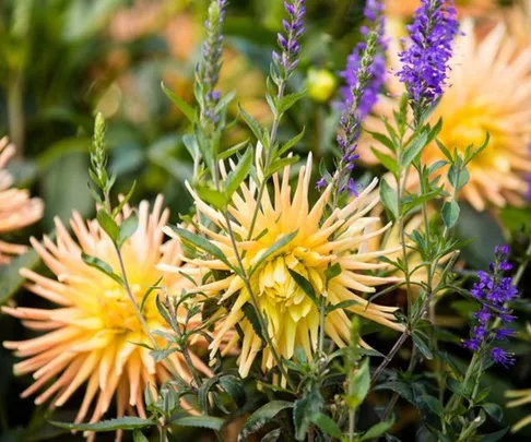 Yellow dahlias and purple veronica flowers in full bloom with green foliage in the background.