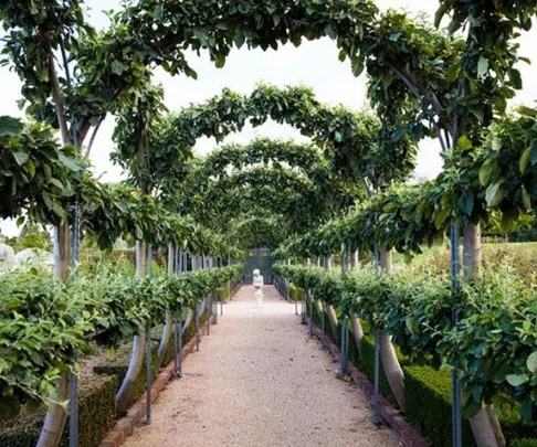 A pathway lined with manicured trees forming arches, leading to a statue at the end.