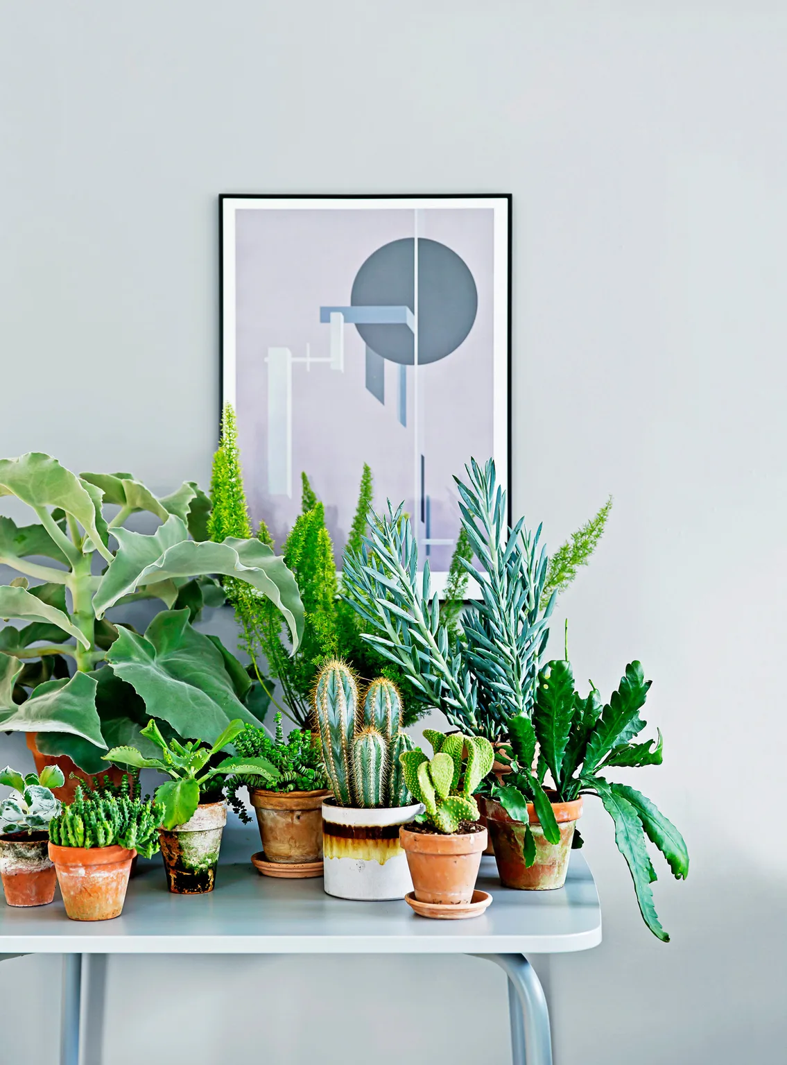 How to keep your potted plants in tip top condition
