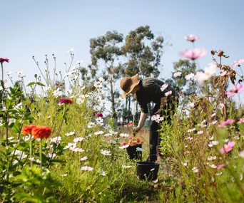 A person in a field of flowers