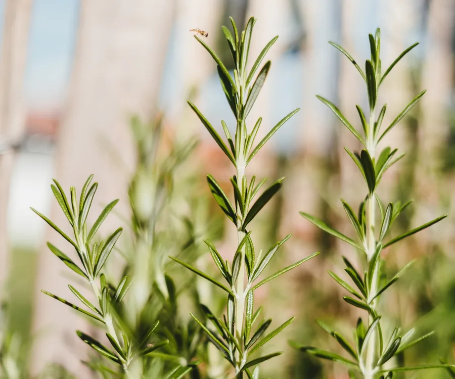 How to propagate rosemary from a cutting