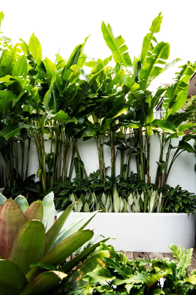 A small tropical garden with low-maintenance plants