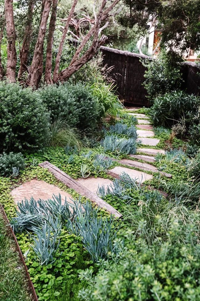 Coastal rosemary, blue chalk sticks and kidney weed flank a path of bluestone flagstones weaving its way down to the back fence. The recycled railway sleepers are from Rock & Redgum