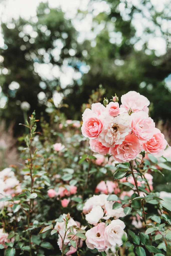 The transformation of a country garden in Orange, NSW