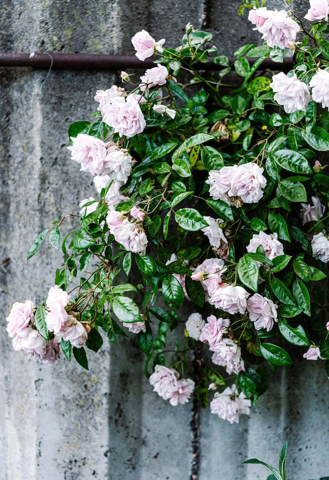 Tumbling Roses Tour The Farmstead Tatura in Goulburn Valley, Victoria