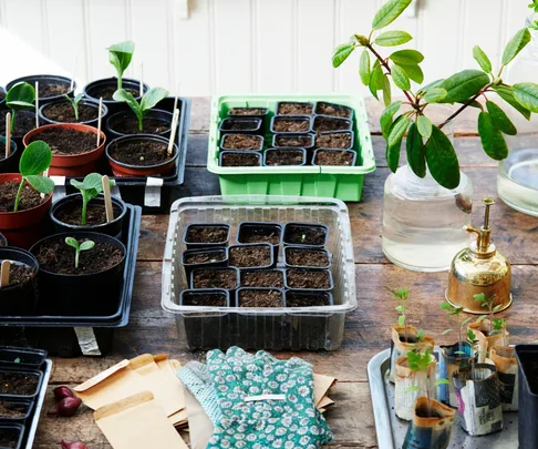Seedlings in trays and pots on a garden bench
