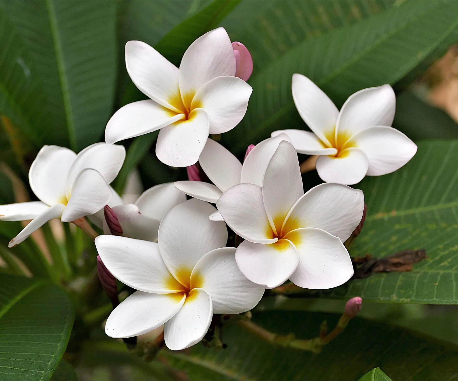 Frangipani