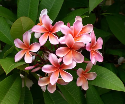 frangipani tree