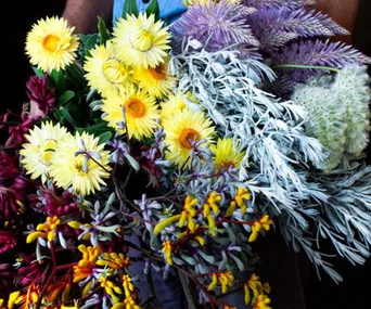 10 beautiful summer flowers to enliven your garden