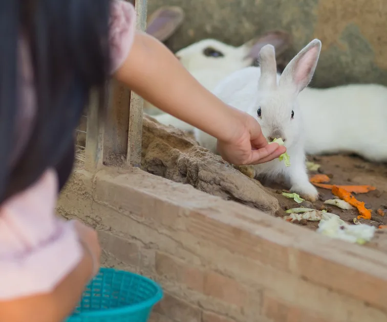 The Pros And Cons Of Getting A Rabbit For The Kids
