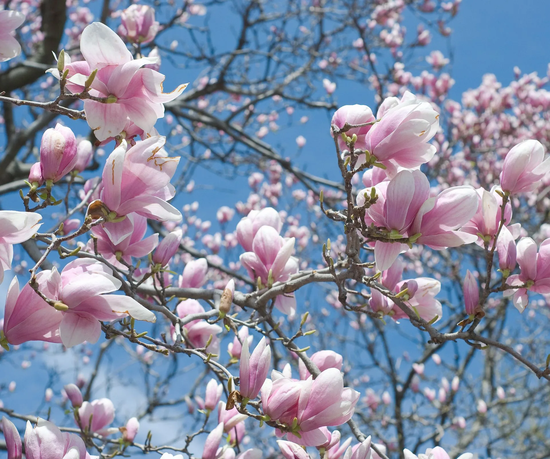 magnolia varieties