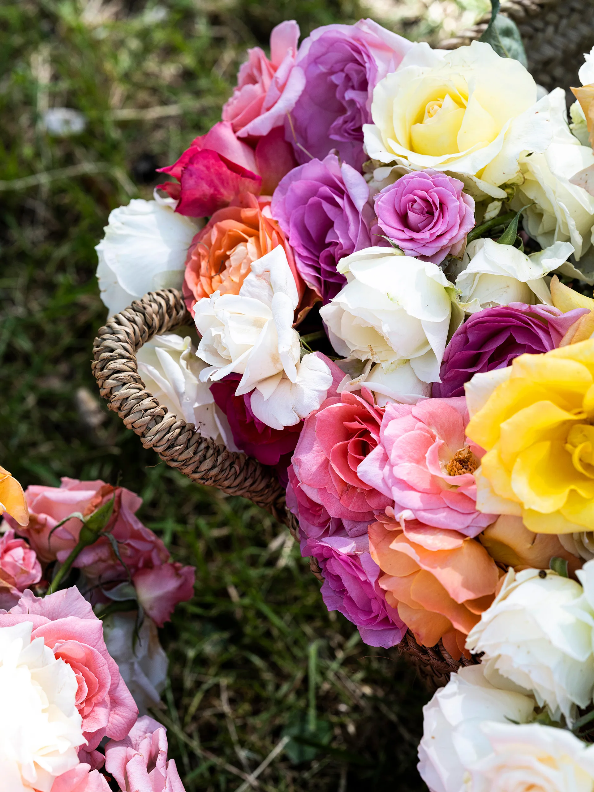 Lorn Rose Farm NSW: Explore Stunning Floral Landscapes