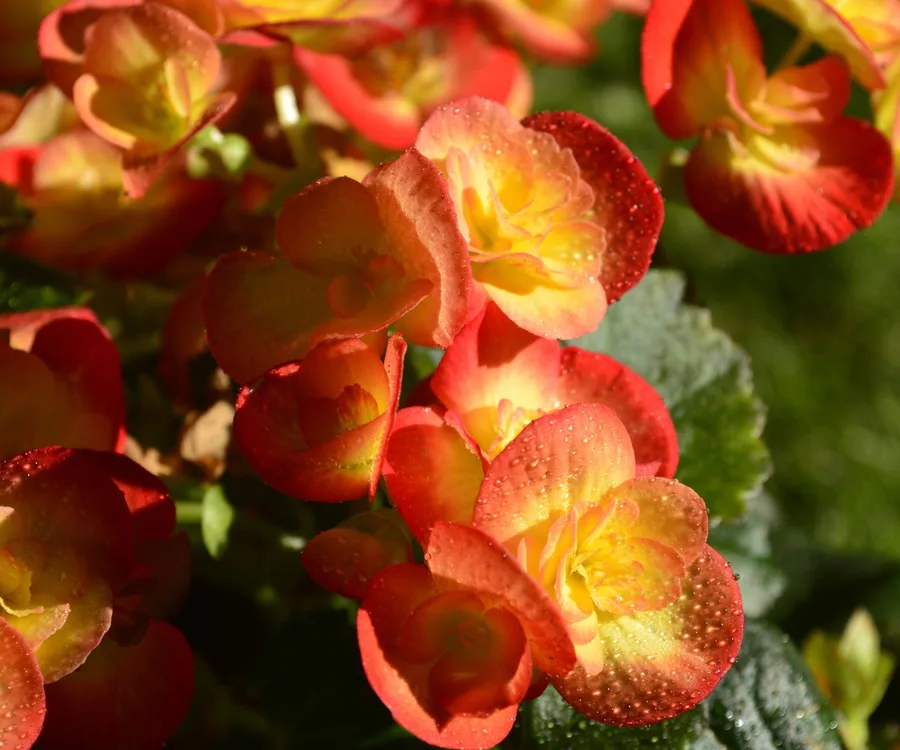 begonia flower