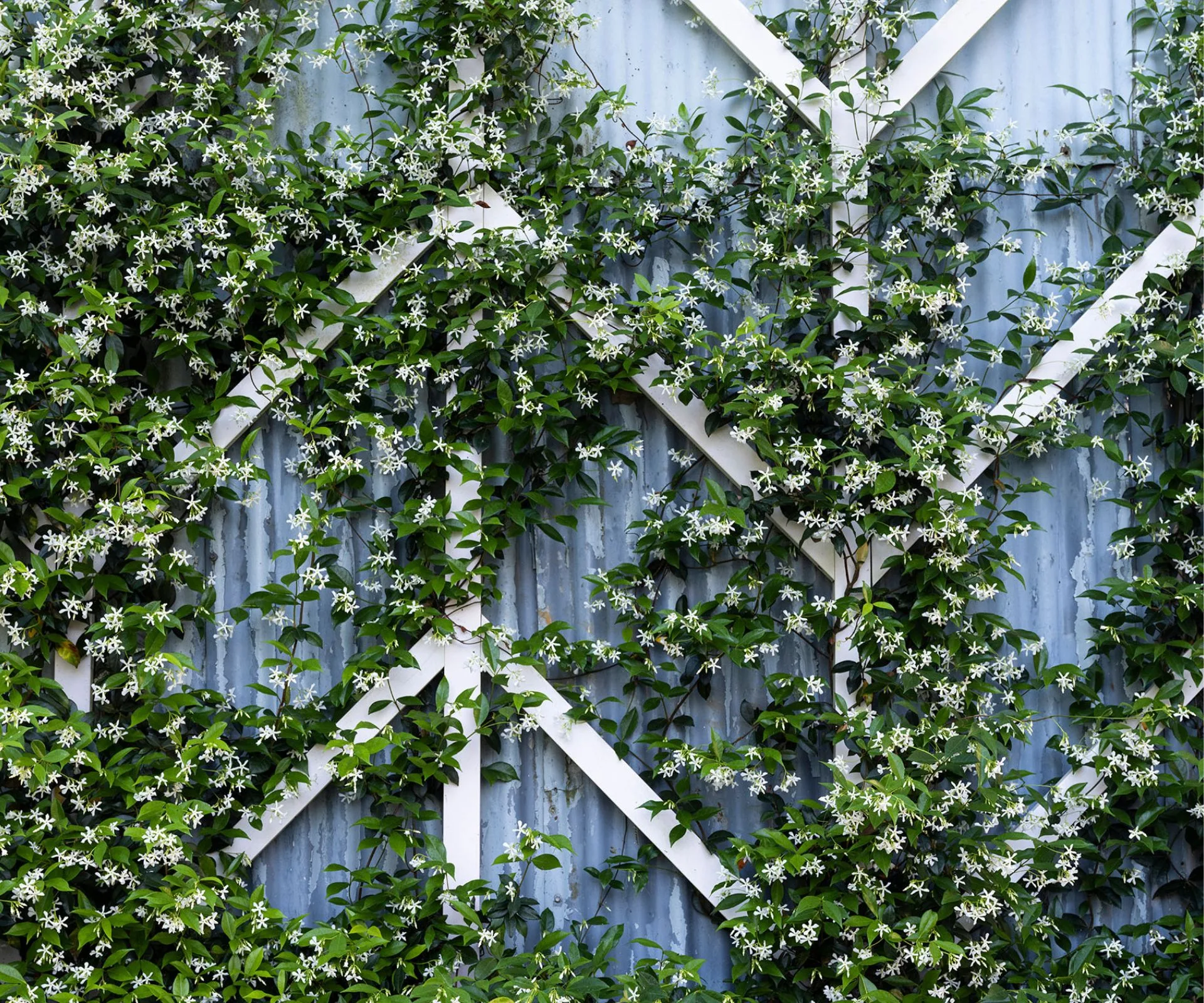 star jasmine