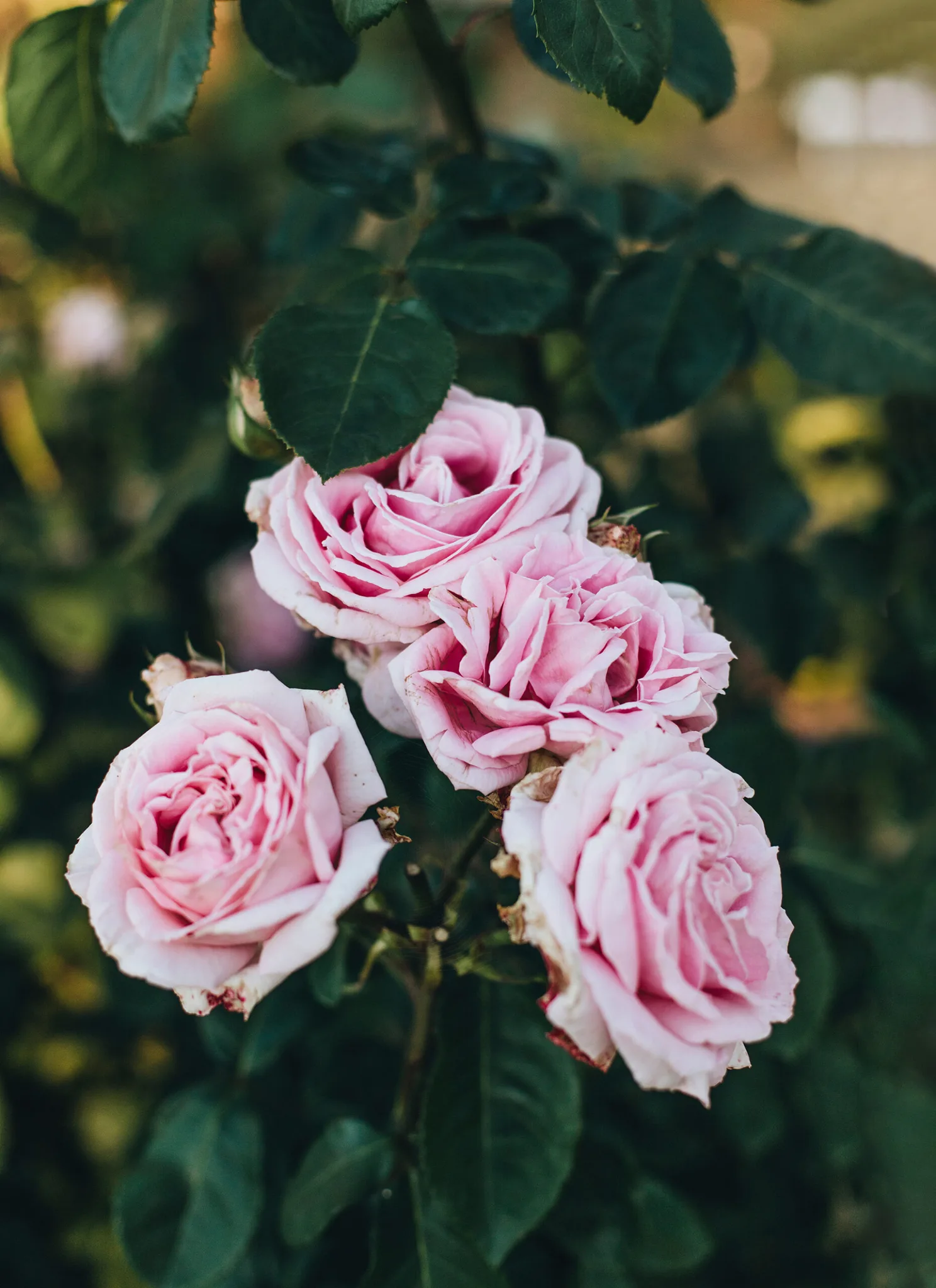 Merribee Gardens Is A Rural Wonderland Of Flora