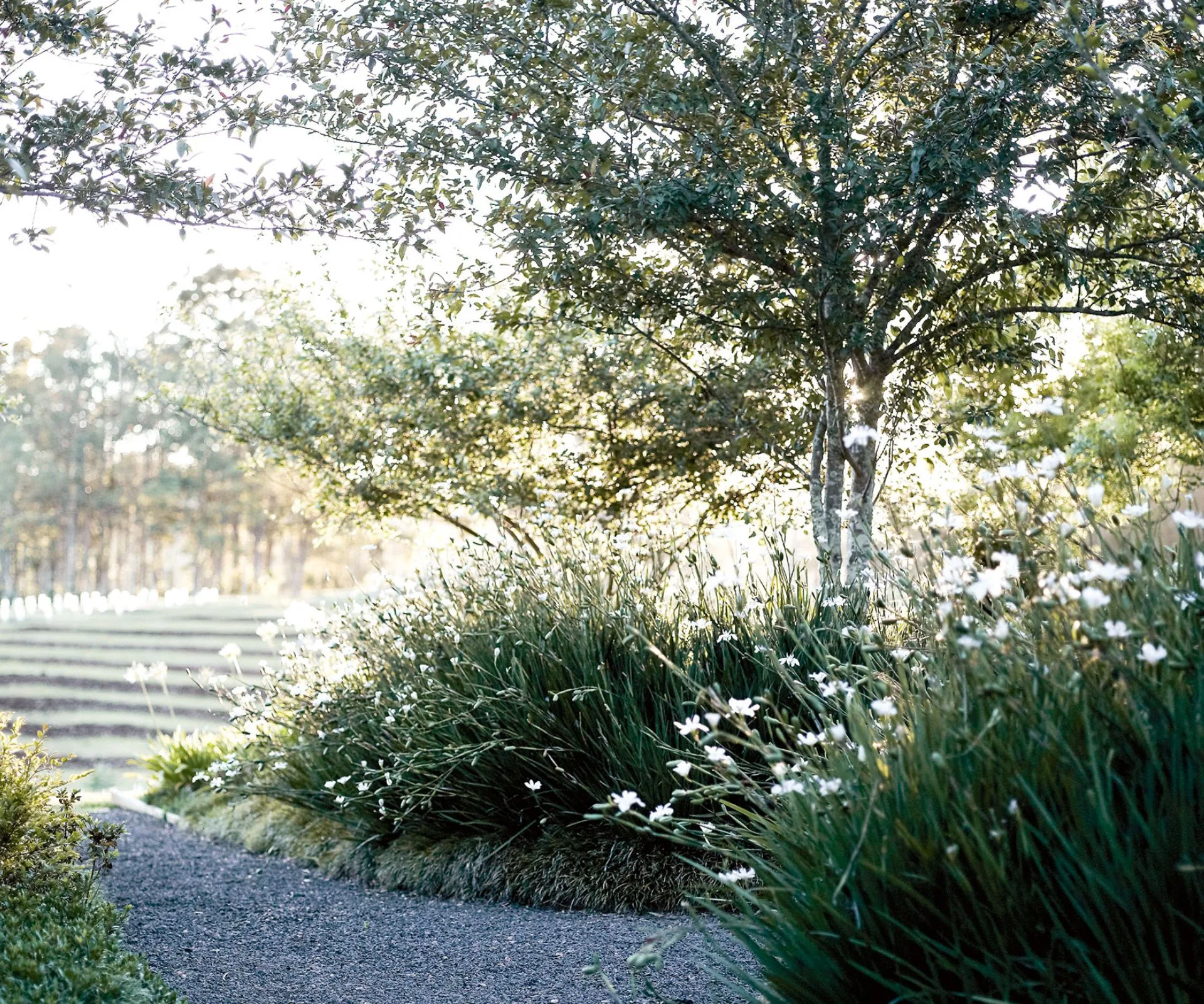 White flowers along fence