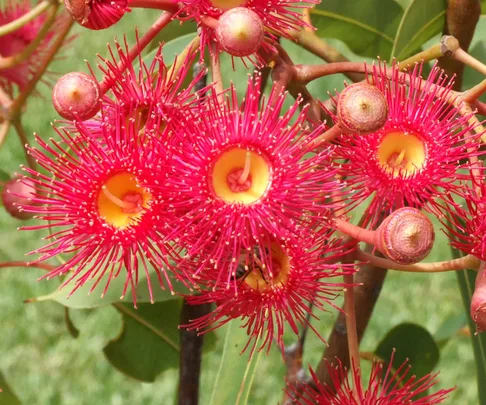 eucalyptus tree flowers photo