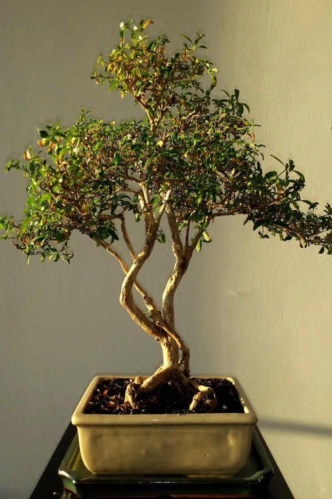 Bonsai Trees: Everything You Need To Know