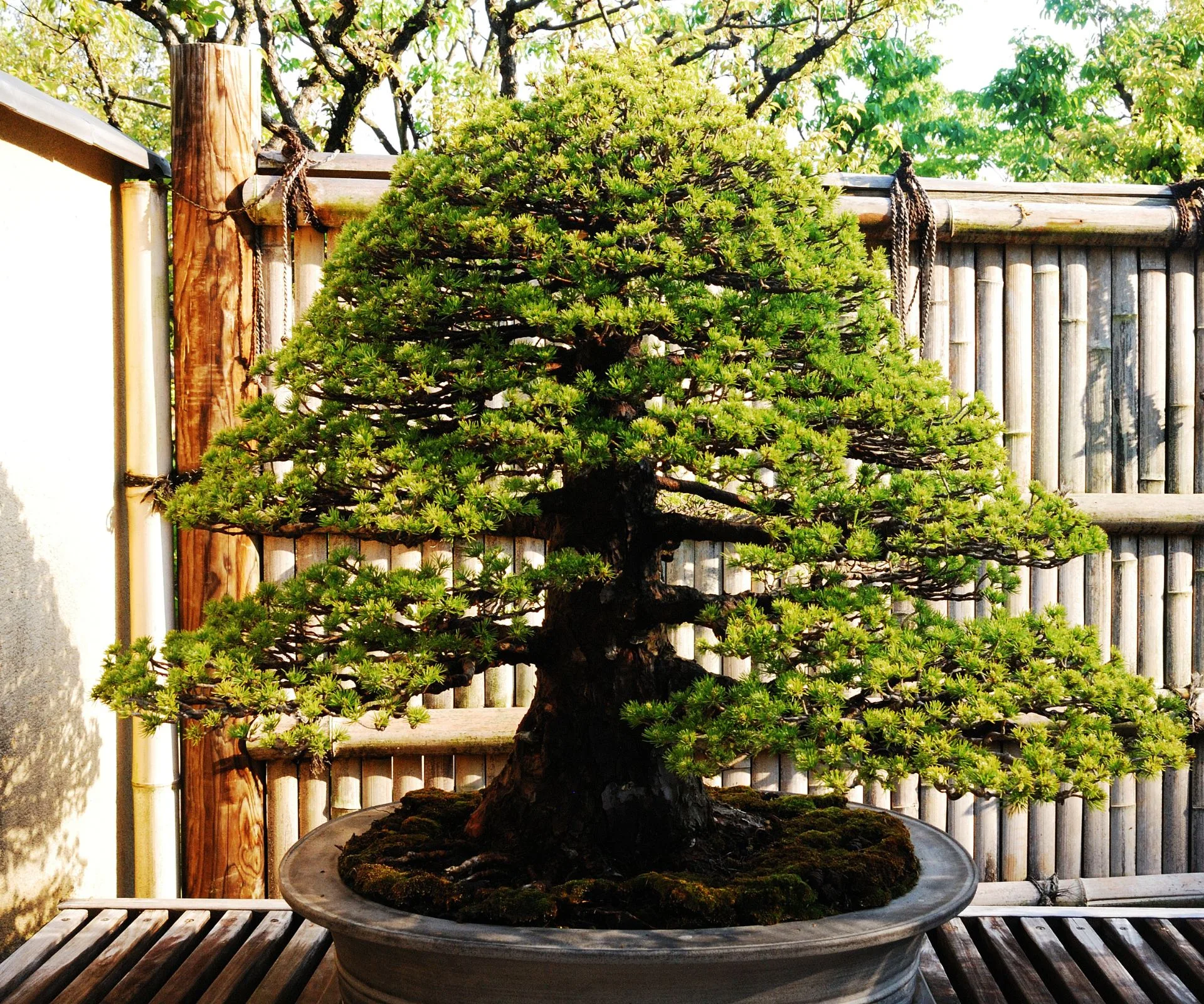 Bonsai Trees: Everything You Need To Know