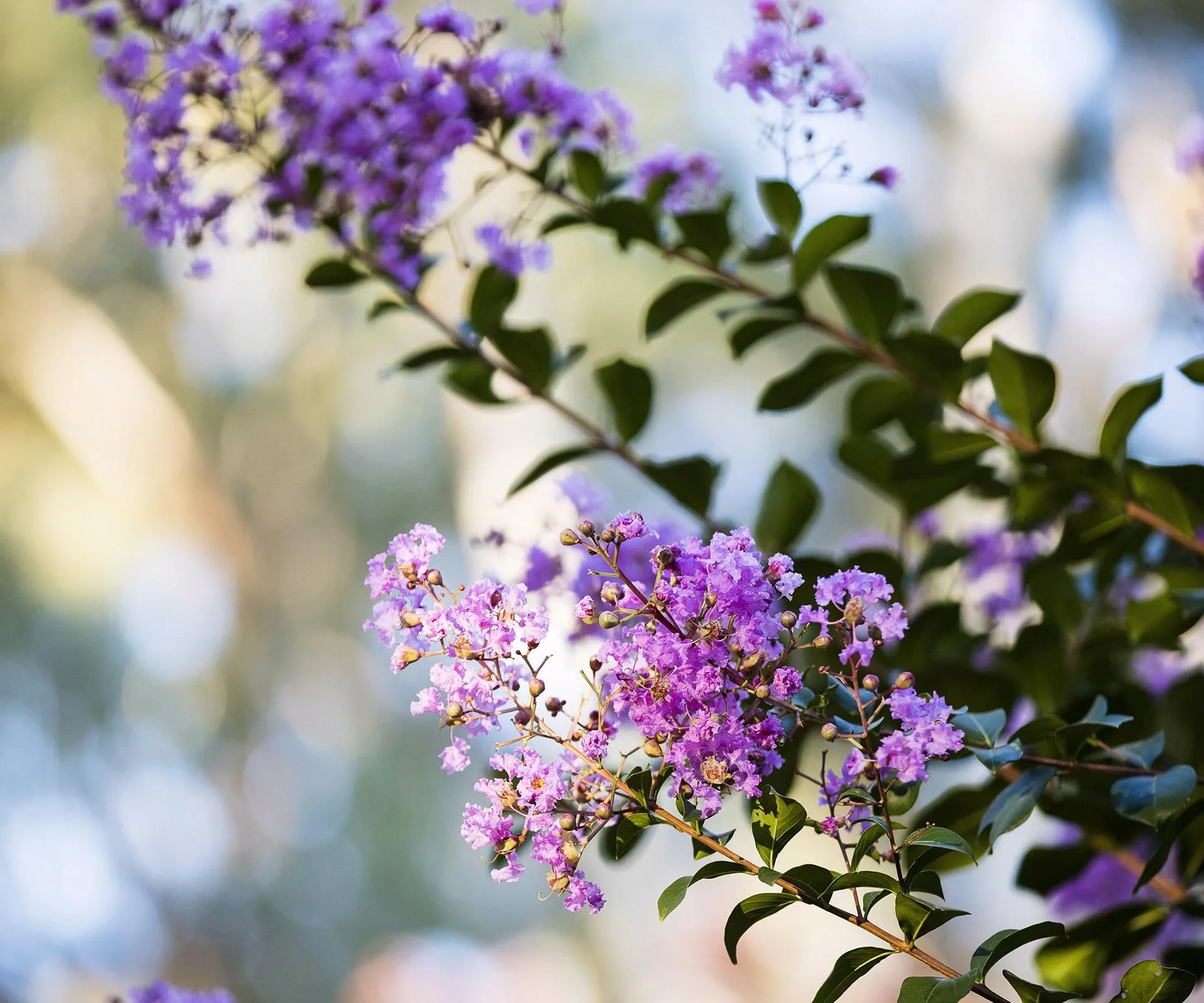 Crepe myrtle has beautiful flowers and is relatively low maintenance.