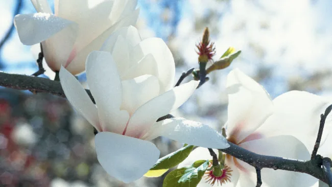 white magnolia