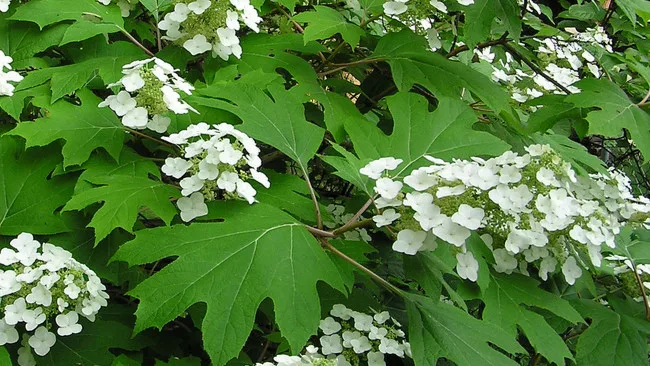 Oakleaf hydrangea showcasing large, lobed, green leaves and clusters of small white flowers in bloom.