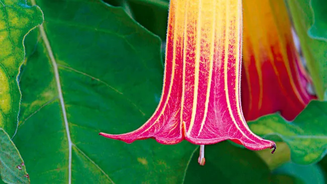 Close-up of a Brugmansia flower with pink and yellow petals, set against a backdrop of green leaves.