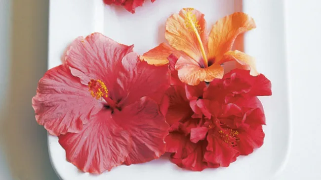 Various red and orange hibiscus flowers displayed on a white surface.