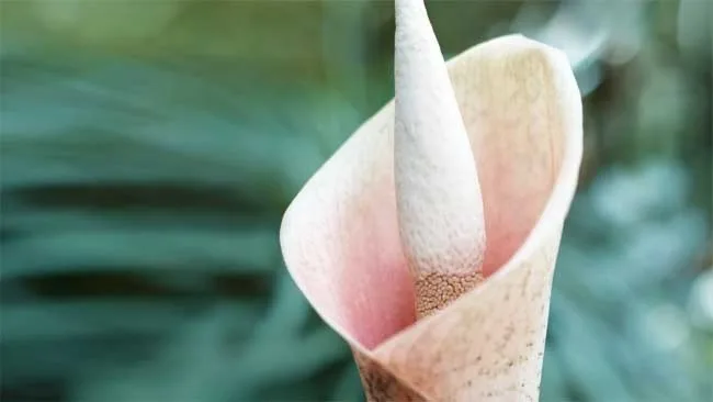 How to Grow Voodoo Lily: Unique Garden Plant Guide